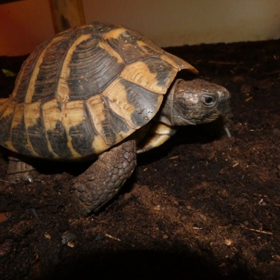 Russian tortoise - De Zonnegloed - Animal park - Animal refuge centre 